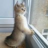 Nala